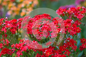 Sweet Alyssum (Lobularia maritima).