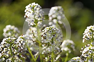 Sweet Alyssum (Lobularia maritima) photo