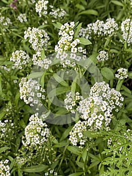 Sweet Alyssum or Lobularia Plant Photo