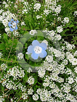 Sweet Alyssum and Nemophila or Little Baby Eyes flowers