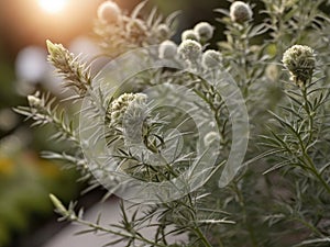 Sweet Annie (Artemisia annua) in the garden