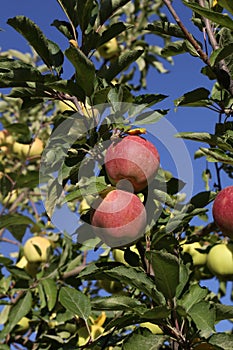 Sweet apple tree in harvest time