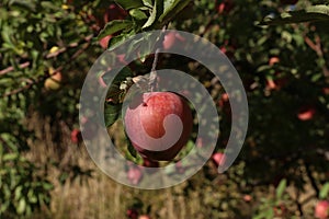 Sweet apple tree in harvest time