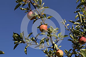 Sweet apple tree in harvest time