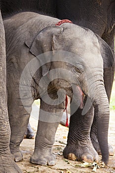 Sweet asian baby elephant