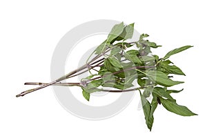 Sweet Asian basil leaves on white background