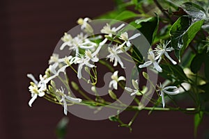 Sweet autumn clematis