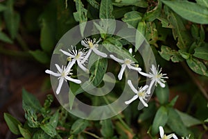 Sweet autumn clematis