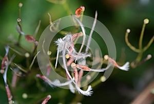 Sweet autumn clematis ( Clematis terniflora ) after flowering. Ranunculaceae perennial semi-shrub vine.