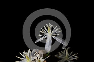 Sweet autumn clematis flower isolated in black background. It is perennial flowering vine that produces sweetly fragrant flowers