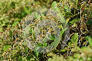 Sweet autumn clematis / after flowering