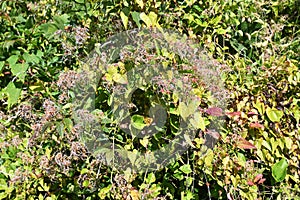 Sweet autumn clematis after flowering.