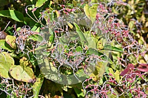 Sweet autumn clematis after flowering.