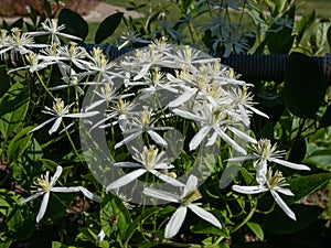 Sweet autumn clematis or virginsbower (Clematis terniflora) flowering with white flowers in early autumn