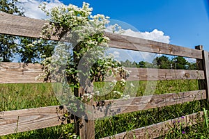 Sweet Autumn Clematis White Flowering Vine