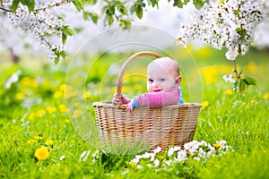 Sweet baby in basket in blooming apple tree garden