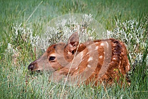 Sweet Baby Elk Calf Hiding in Grassy Pasture