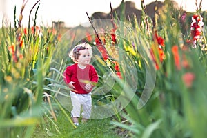 Sweet baby girl in gladiolus field at sunset