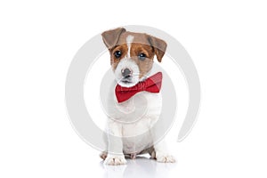 Sweet baby jack russell terrier dog minding his own business