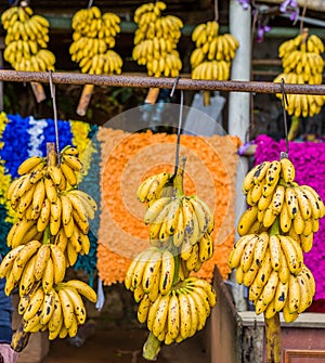 Sweet bananas sold on the street at a stand near Rio de Janeiro