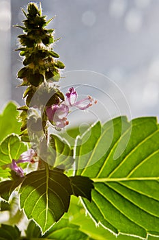 Sweet basil bloom, ocimum basilicum