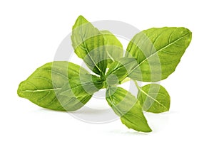 Sweet basil brach green leaves isolated on white background photo