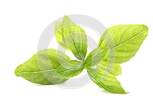 Sweet basil brach green leaves isolated on white background photo