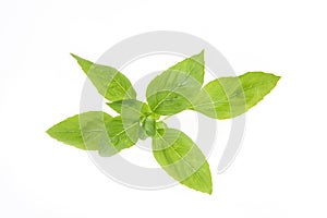 Sweet basil brach green leaves isolated on white background.top view,flat lay photo