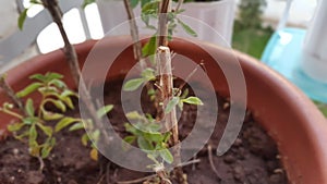Sweet basil branch with focus