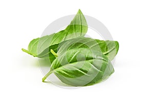 Sweet basil herb leaves bunch isolated on white background