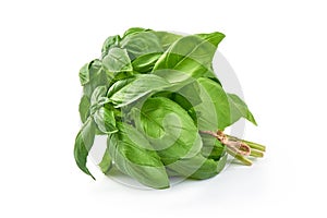 Sweet basil herb leaves bunch isolated on white background. Sweet Genovese basil