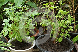 Sweet Basil and Holy Basil Plant in the Garden