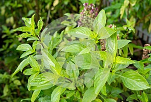 Sweet basil leaf background.