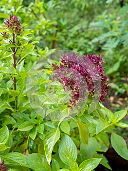 Sweet basil leaf background.