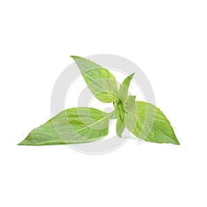 Sweet Basil leaf