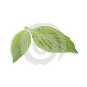 Sweet Basil leaf