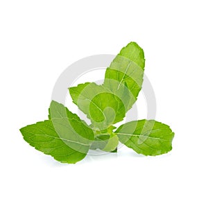 Sweet basil leaf isolated on white background