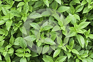 Sweet Basil leaves in the garden background. Green basil leaf agriculture . Ocimum basilicum Linn. ( LABIATAE )