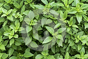 Sweet Basil leaves in the garden background. Green basil leaf agriculture . Ocimum basilicum Linn. ( LABIATAE )