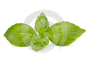 Sweet basil leaves