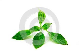 Sweet basil leaves Isolated on white background