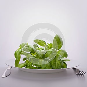 Sweet basil leaves on plate.