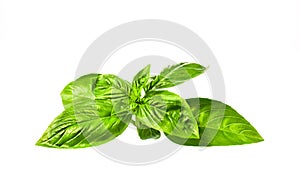 Sweet basil leaves on white background