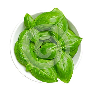 Fresh green sweet basil leaves, great or Genovese basil, in white bowl