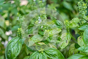 Sweet Basil Ocimum basilicum leaves grown at the greenhouse