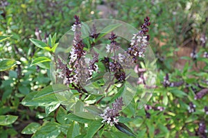 Sweet Basil Ocimum basilicum other