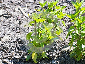 Sweet basil (Ocimum basilicum)