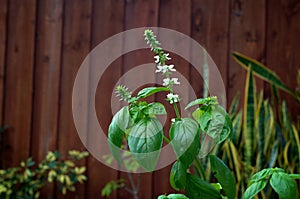 Sweet Basil Plant In Bloom