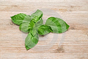 Sweet basil plant cutting green on wooden background close up