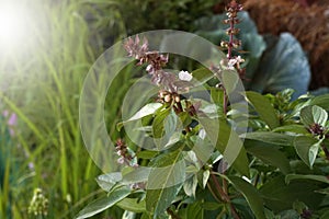 Sweet basil, Thai basil Ocimum basilicum Linn. on nature background.